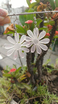 White Daisy Bloom Earrings