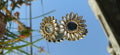 Sunflower Earrings